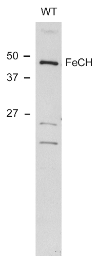 western blot using anti-ferrochelatase antibodies (cyanobacterial)